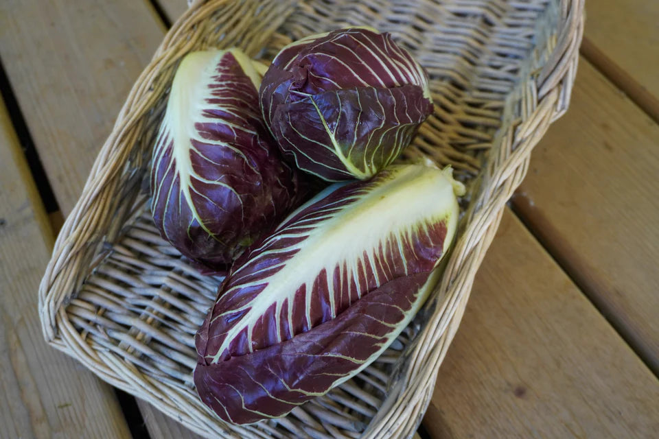 Chicory Radicchio WCS Seed