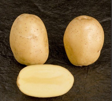 Potato Seed Milva