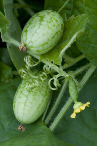 Cucumber Mouse Melon Cucamelon OSC Seed