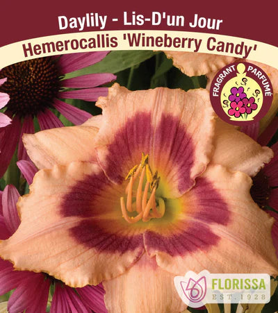 Daylily Wineberry Candy 1G