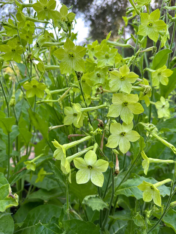 Nicotiana Lime Green