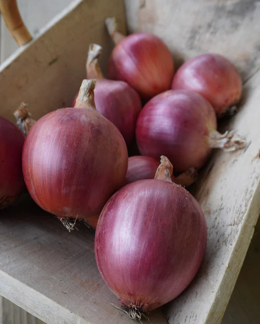 Onions Blush WCS Seed