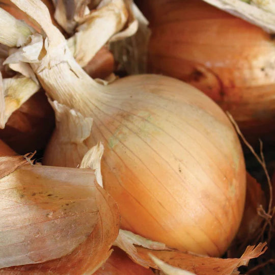 Onion Texas Early Grano MIgardener Seed