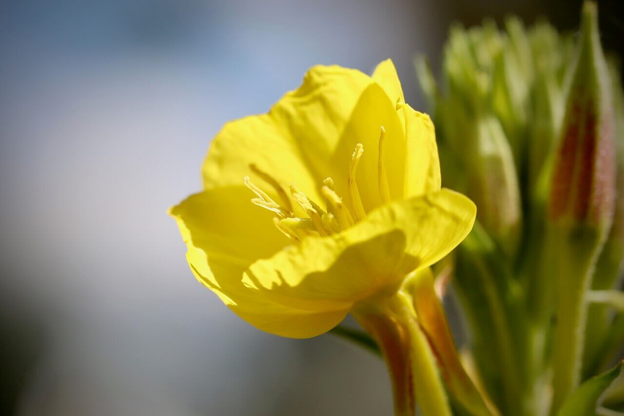 Ozark Sundrop Primrose OSC Seed