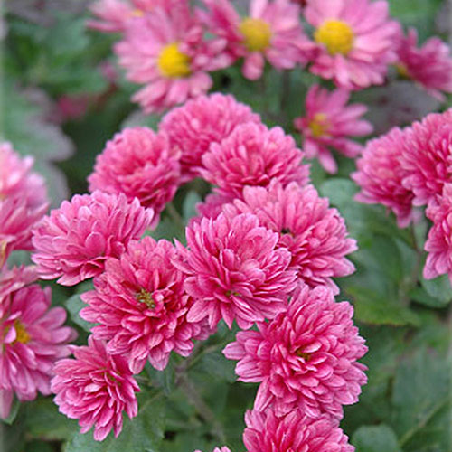 Chrysanthemum Morden Fiesta Mum 1G