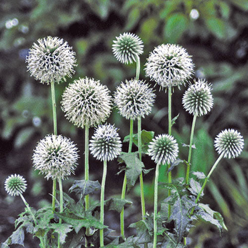 Globe Thistle Star Frost (Echinops) 1G
