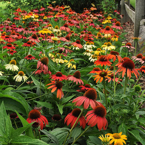 Echinacea Prairie Blaze Orange Sunset Coneflower 1G