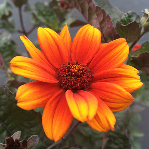 Heliopsis Burning Hearts False Sunflower 1G