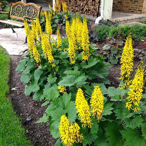 Ligularia Little Rocket 1G