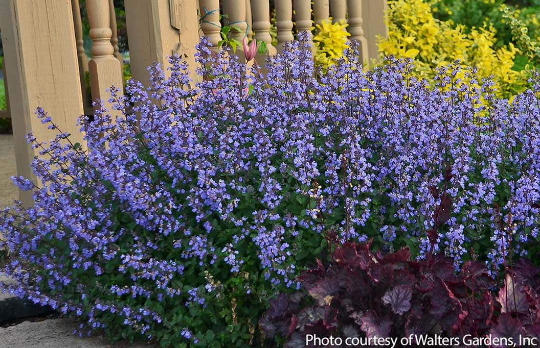 Catmint Dropmore 1G