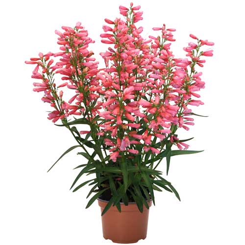 Penstemon Pristine Lipstick Beardtongue 1G