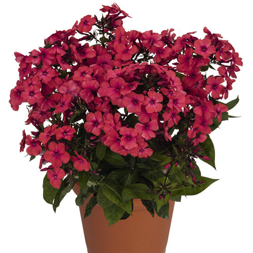 Phlox Flame Red 1G