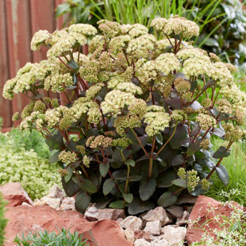 Sedum Banana Split Stonecrop 1G