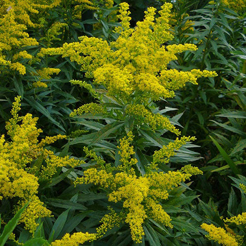 Goldenrod Lauren 1G