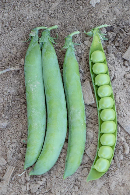 Peas PLS 595 WCS Seed