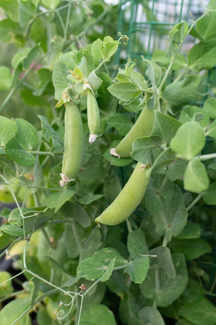 Peas Little Snappea Crunch WCS Seed