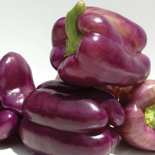 Pepper Purple Beauty Bell MIgardener Seed