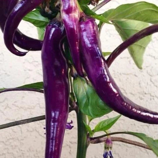 Pepper Purple Cayenne MIgardener Seed