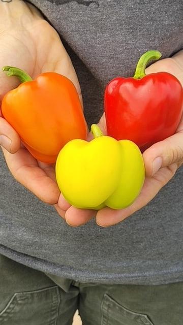 Peppers Prism WCS Seed