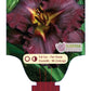 Daylily Black Stockings Bare Root