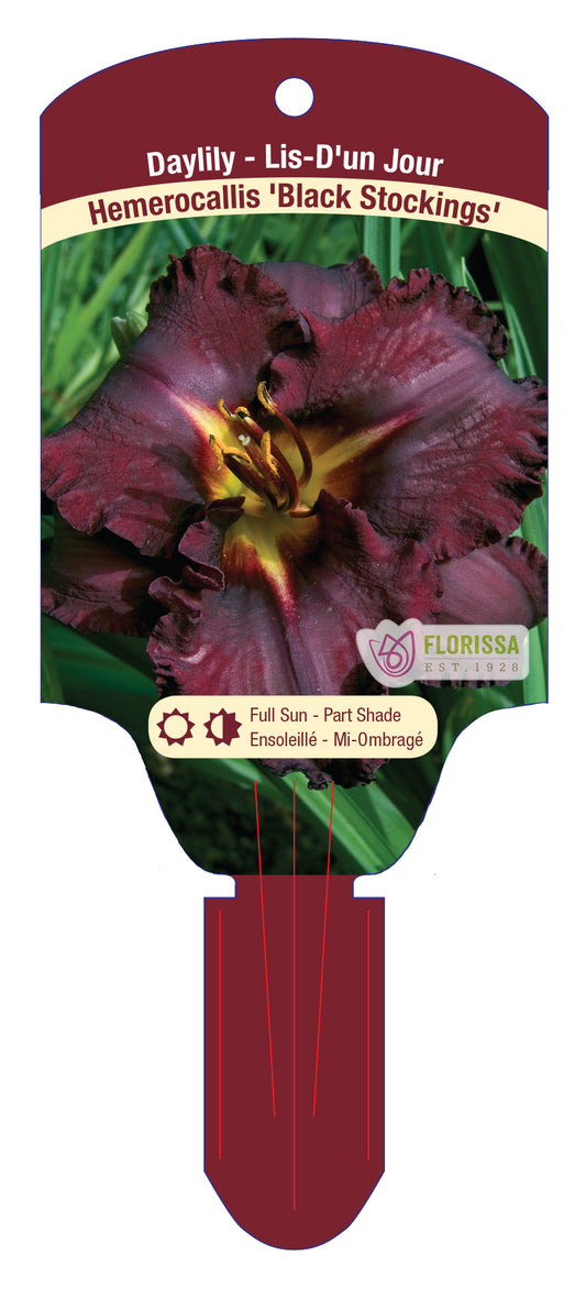 Daylily Black Stockings Bare Root