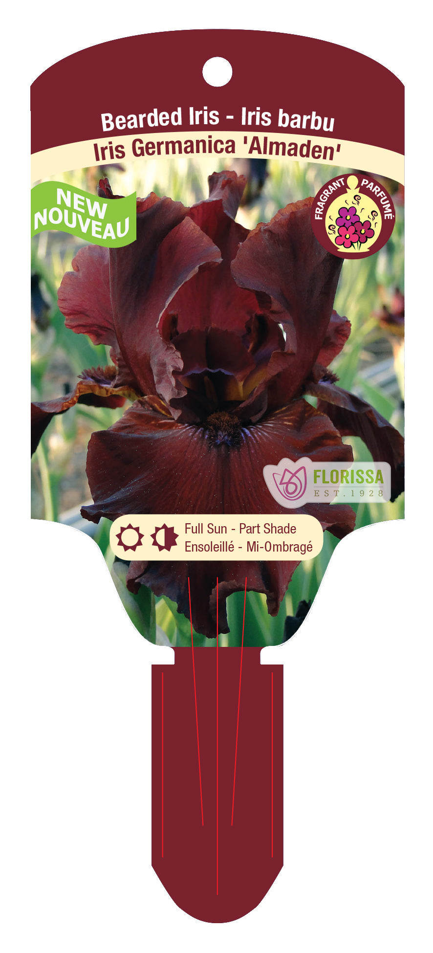 Iris Almaden Bearded - Plant Plug