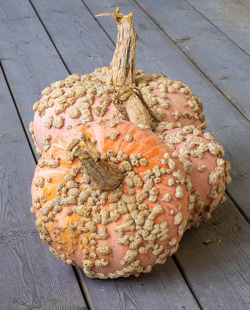 Pumpkin Galeux d'Eysines WCS Seed