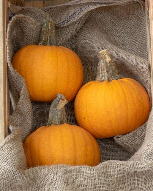 Pumpkin Naked Bear WCS Seed