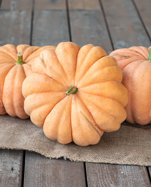 Pumpkin Moranga WCS Seed