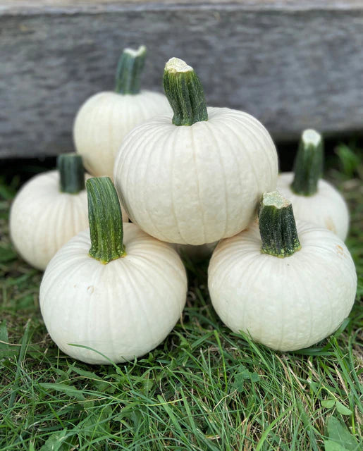 Pumpkin Icicle WCS Seed