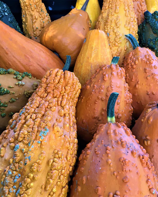 Gourds Lunch Lady Mix WCS Seed