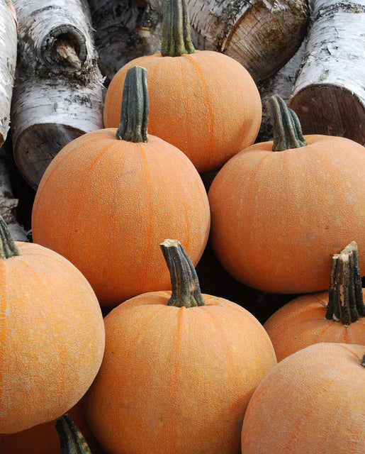 Pumpkin Winter Luxury Organic WCS Seed