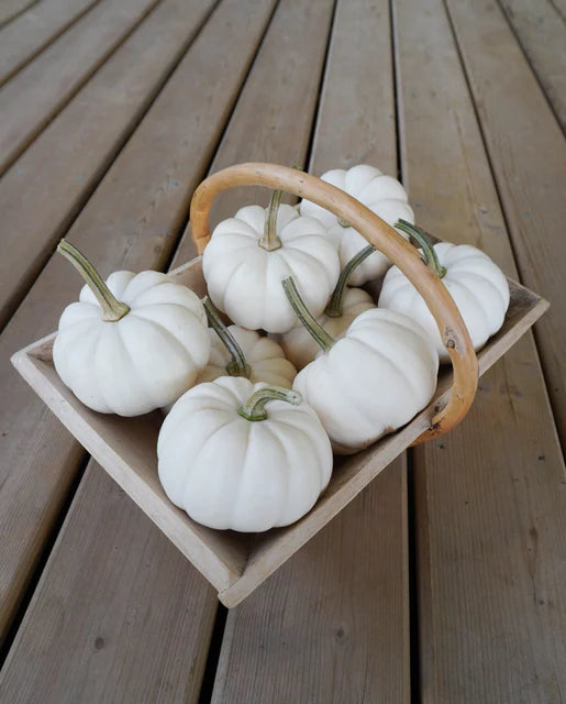 Pumpkin Casperita WCS Seed