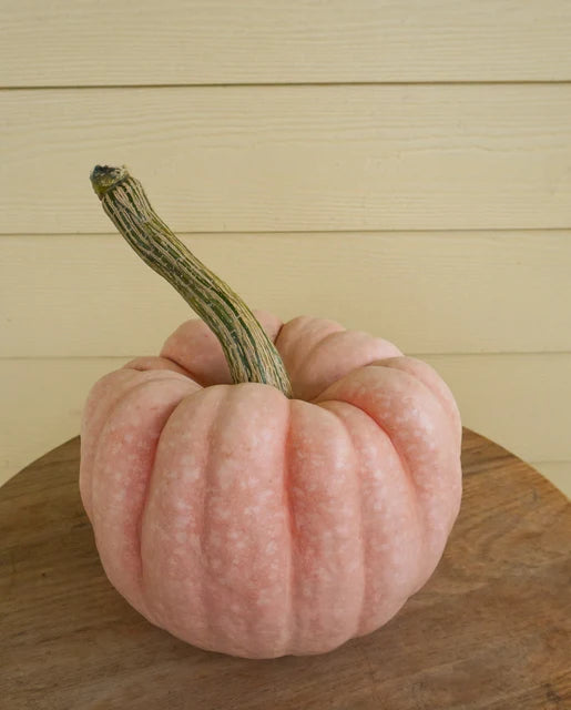 Pumpkin Porcelain Princess WCS Seed