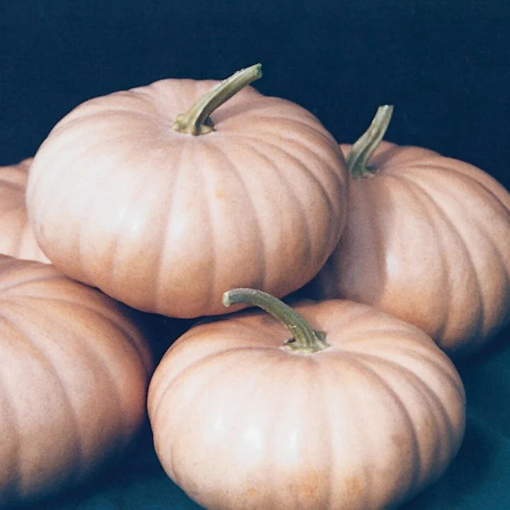 Pumpkin Long Island Cheese MIgardener Seed