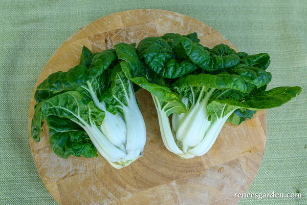 Pak Choi Mini Green Jewel