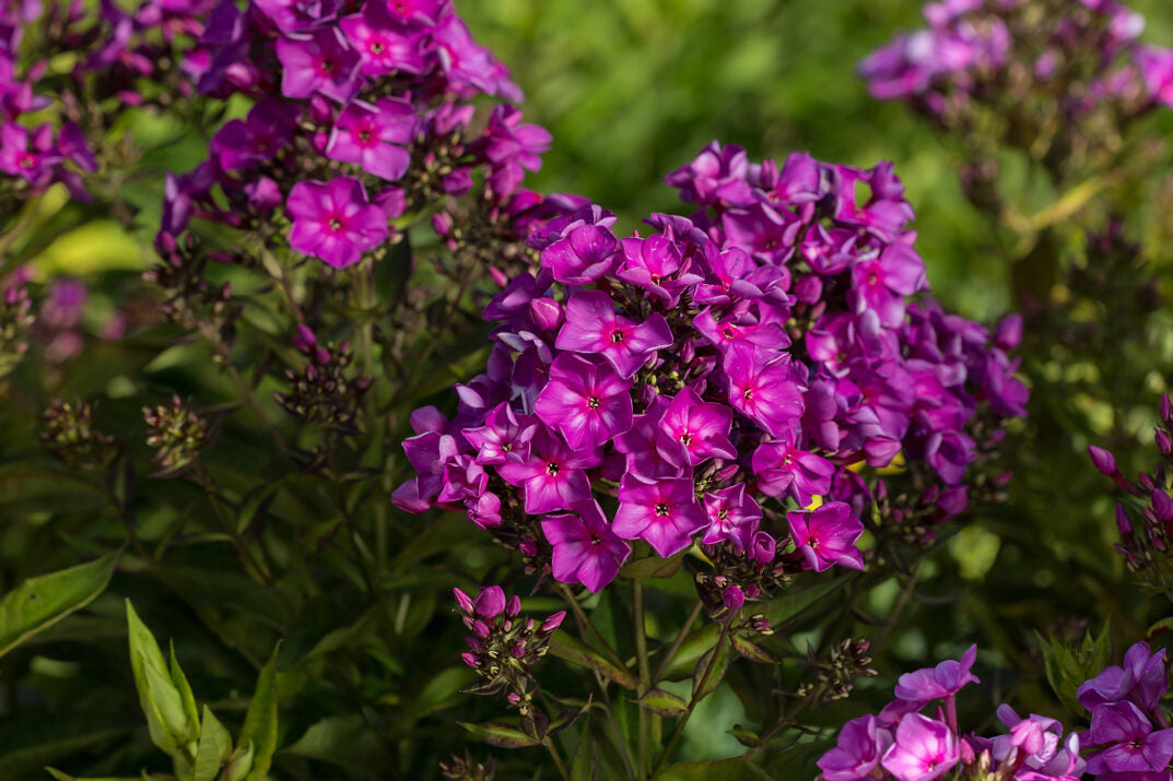 Phlox Grape Lollipop Garden 1G