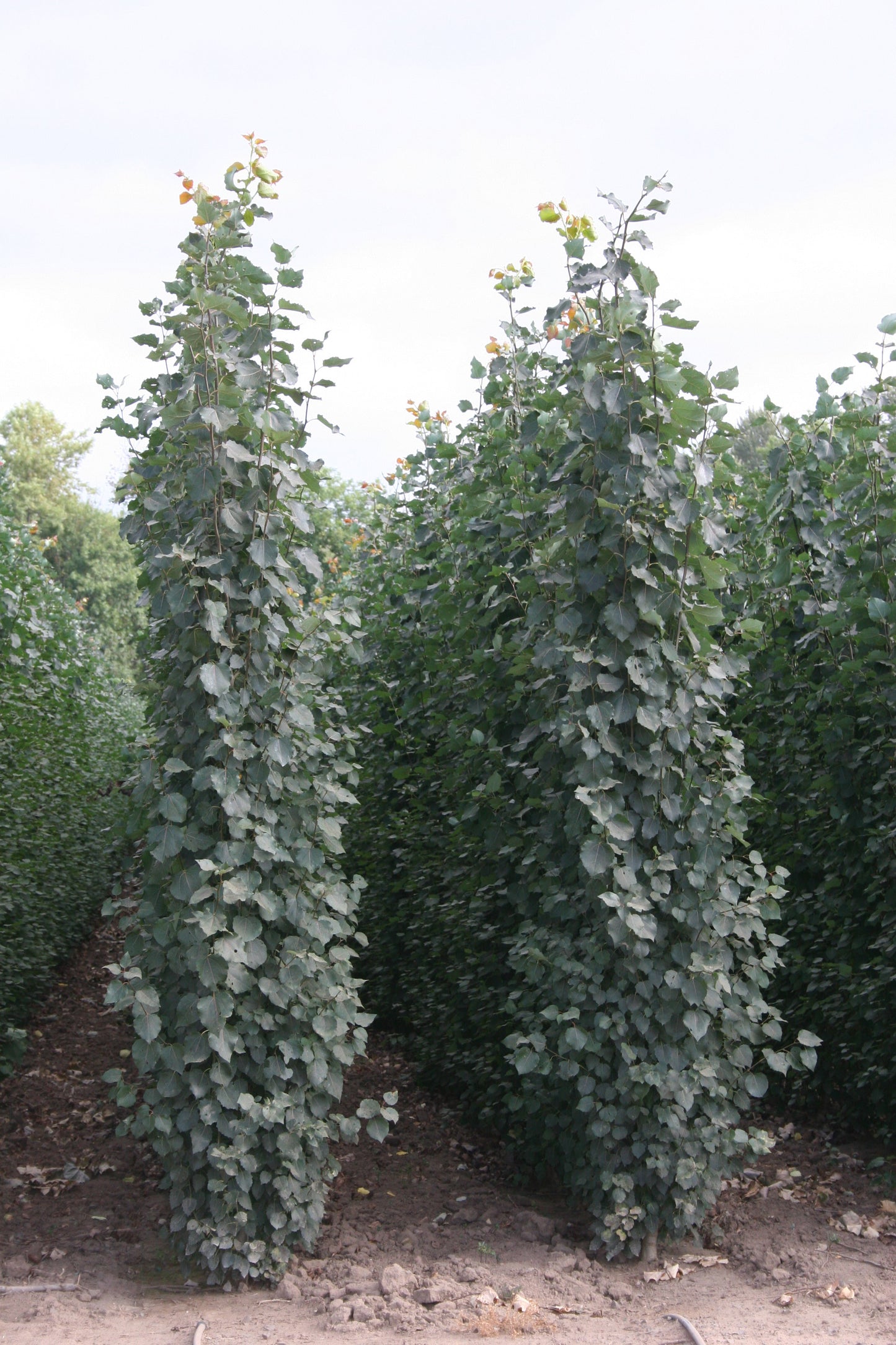 Aspen Guardian Swedish Columnar 5 Gallon