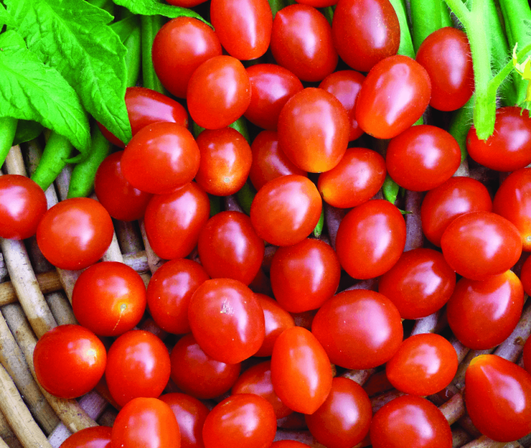 Tomato Principe Borghese OSC Seeds