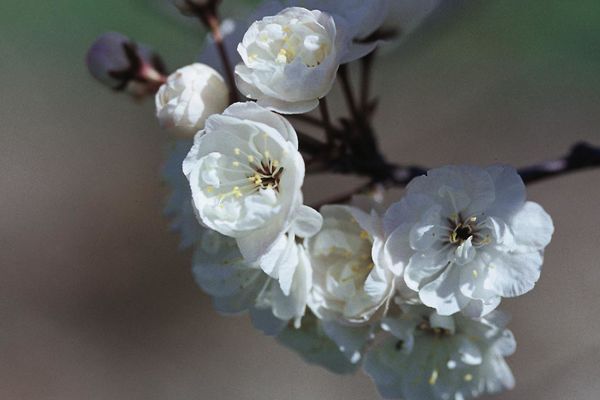 Princess Kay Flowering Plum 10G