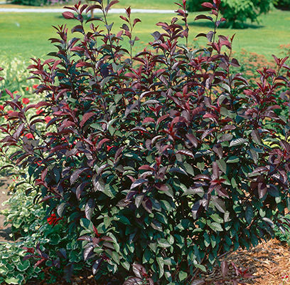 Sand Cherry - Purple Leaf 2G