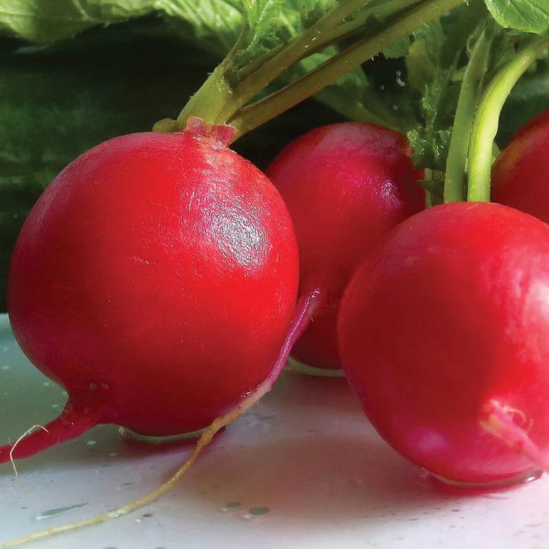 Radish German Giant MIgardener Seed