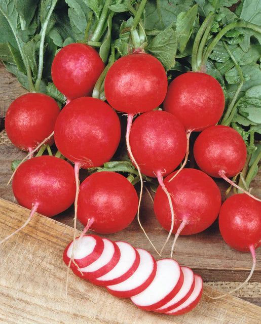 Radish Cherry Belle Seed Tape WCS Seed