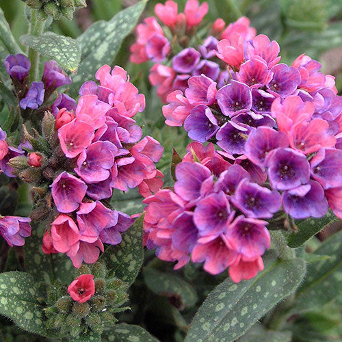 Lungwort Raspberry Splash 1G