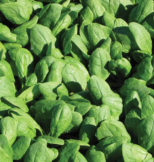 Spinach Renegade F1 Coated Organic WCS Seed