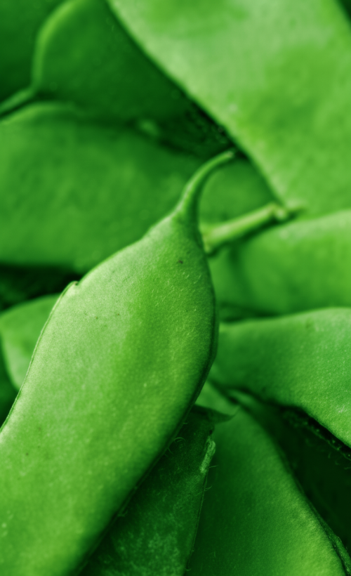 Bean Bush Romano II OSC Seed