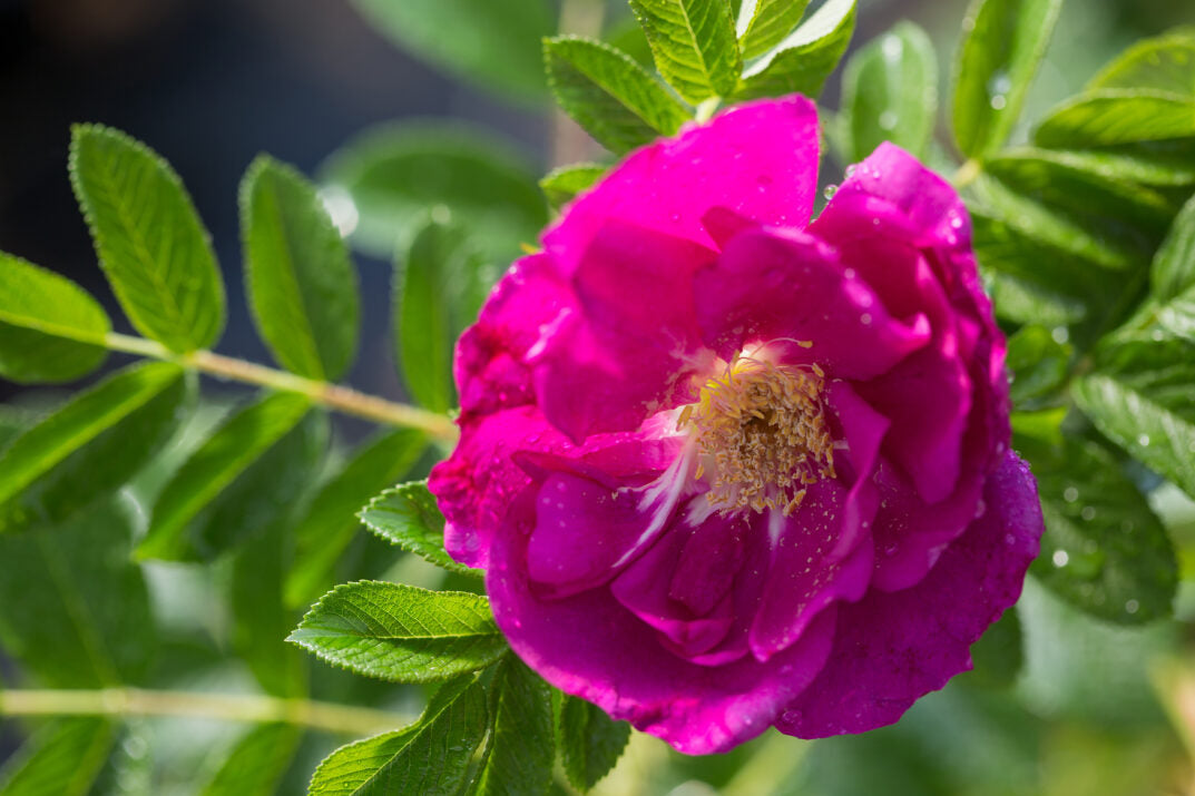 Rose 'Lotty's Love' 2G