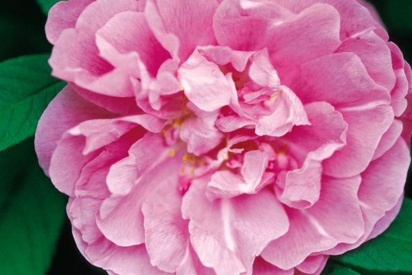 Rose Therese Bugnet 2G