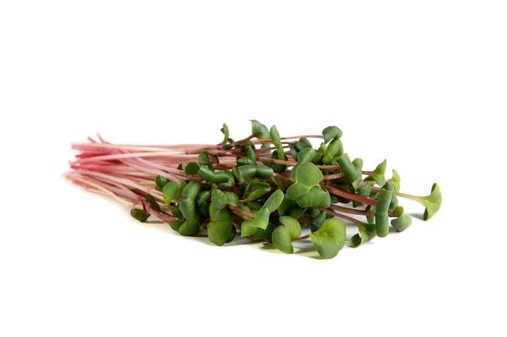 Microgreens Ruby Stem Radish 100gm