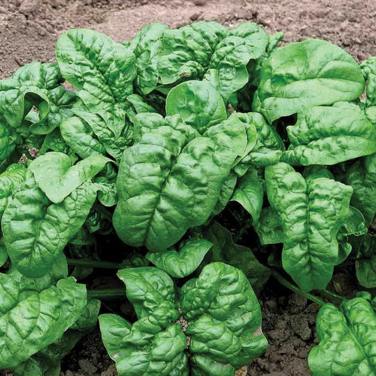 Spinach Giant Noble MIgardener Seed